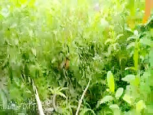 Magandang Pinay Katutubo Sinamantalahan ng Forest Ranger